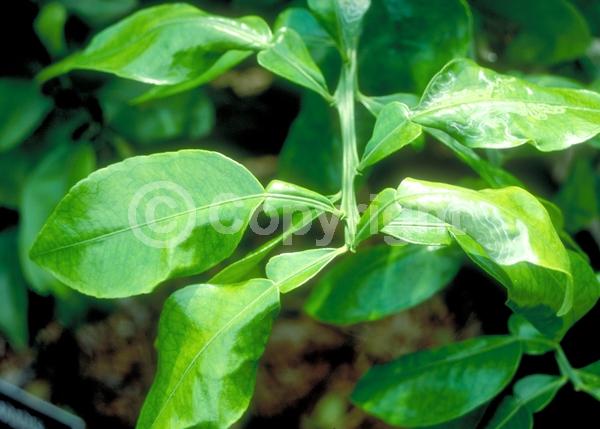White blooms; Evergreen; Broadleaf