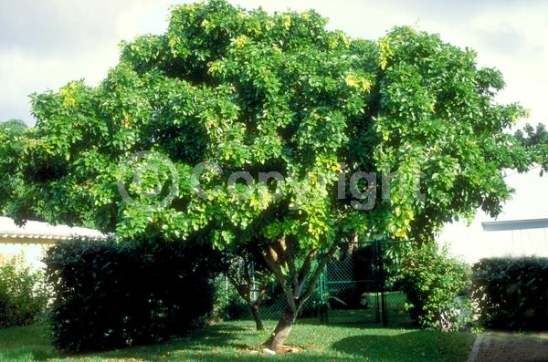 White blooms; Evergreen; Broadleaf