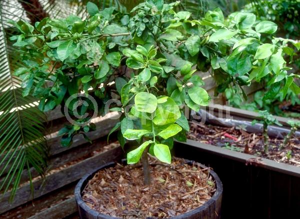 White blooms; Evergreen; Broadleaf