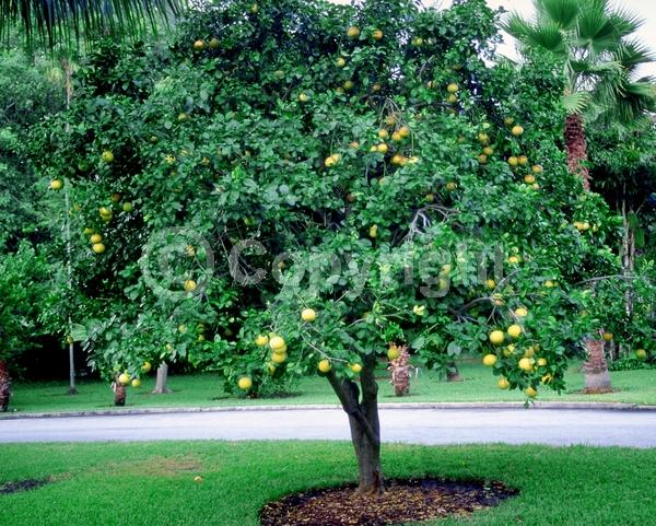 White blooms; Evergreen; Broadleaf