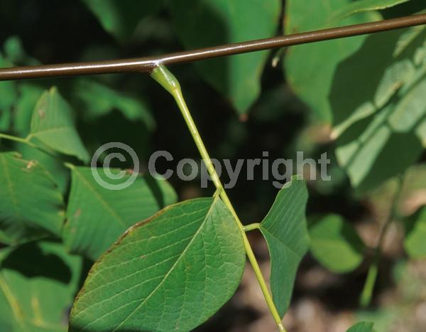 Pink blooms; Deciduous; Broadleaf; North American Native