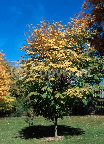 Pink blooms; Deciduous; Broadleaf; North American Native