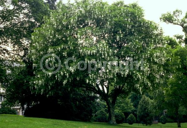 White blooms; Deciduous; Broadleaf; North American Native