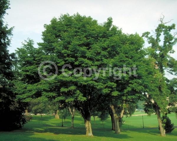 White blooms; Deciduous; Broadleaf; North American Native
