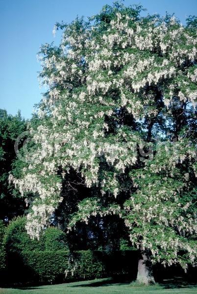 White blooms; Deciduous; Broadleaf; North American Native