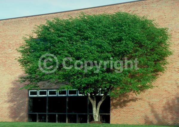 White blooms; Deciduous; Broadleaf; North American Native