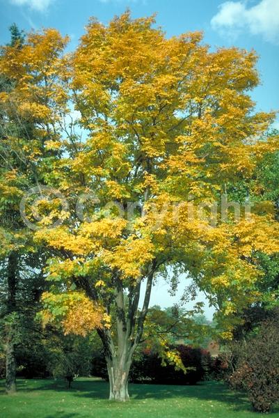 White blooms; Deciduous; Broadleaf; North American Native