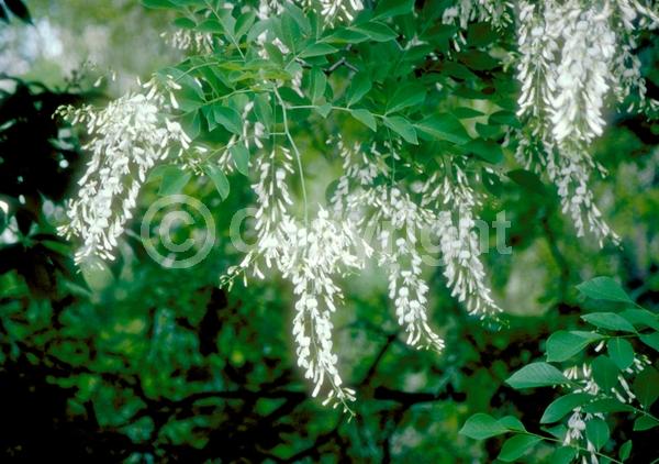 White blooms; Deciduous; Broadleaf; North American Native