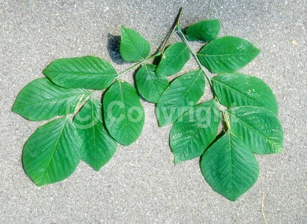 White blooms; Deciduous; Broadleaf; North American Native