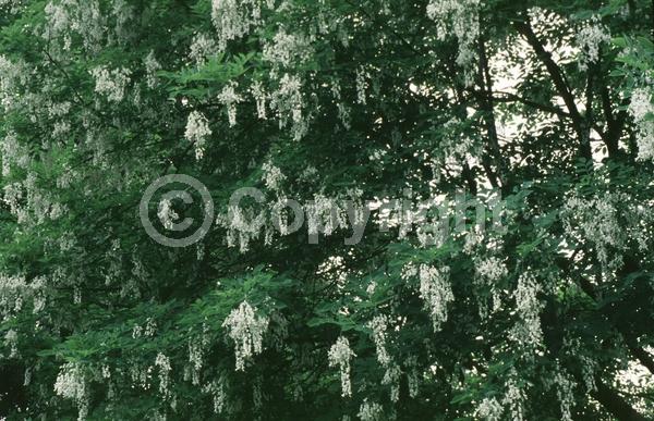 White blooms; Deciduous; Broadleaf; North American Native