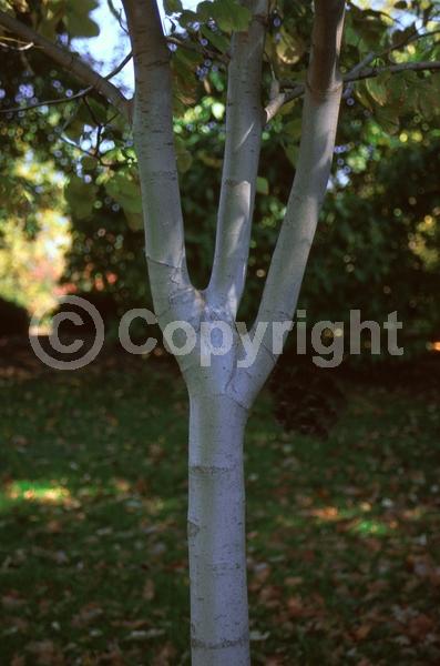 White blooms; Deciduous; Broadleaf; North American Native
