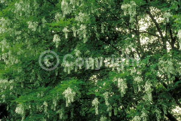 White blooms; Deciduous; Broadleaf; North American Native