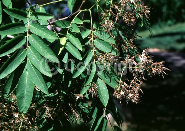 White blooms; Deciduous; Broadleaf