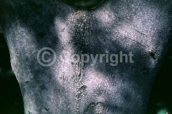 White blooms; Deciduous; Broadleaf