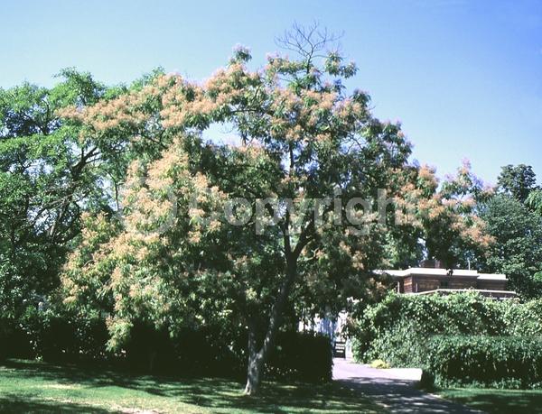 White blooms; Deciduous; Broadleaf