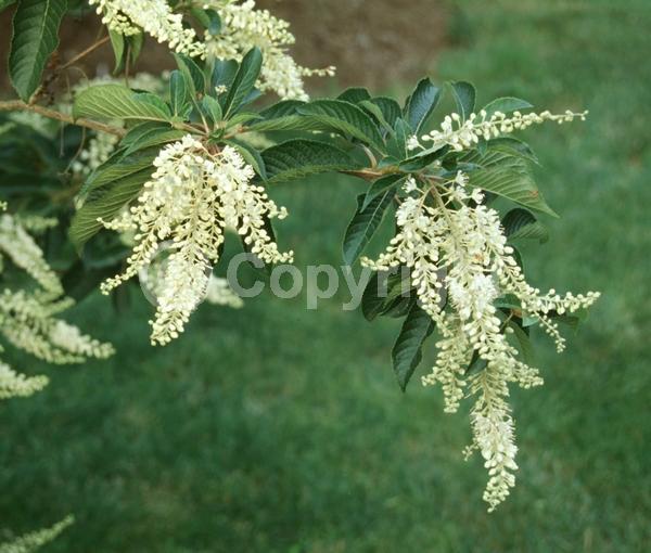 White blooms; Deciduous; Broadleaf