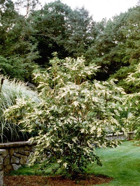 White blooms; Deciduous; Broadleaf
