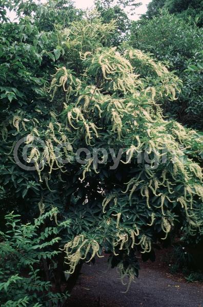 White blooms; Deciduous; Broadleaf