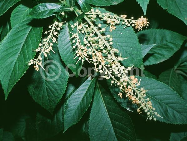 White blooms; Deciduous; Broadleaf