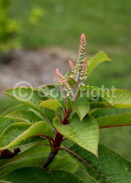 White blooms; Deciduous; Broadleaf