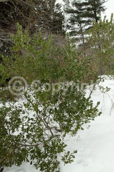 North American Native