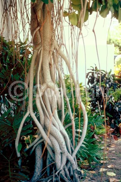 White blooms; Pink blooms; Evergreen; Broadleaf; North American Native
