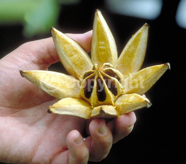 White blooms; Pink blooms; Evergreen; Broadleaf; North American Native