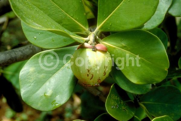 White blooms; Pink blooms; Evergreen; Broadleaf; North American Native