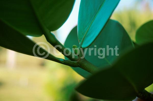 White blooms; Pink blooms; Evergreen; Broadleaf; North American Native
