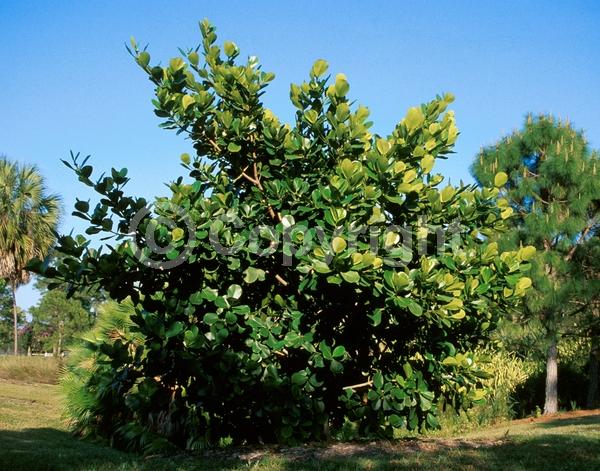 White blooms; Pink blooms; Evergreen; Broadleaf; North American Native