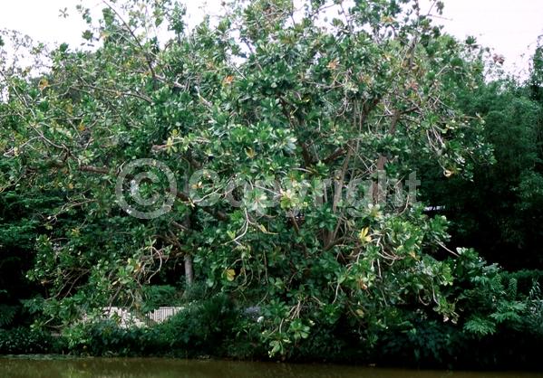 White blooms; Pink blooms; Evergreen; Broadleaf; North American Native
