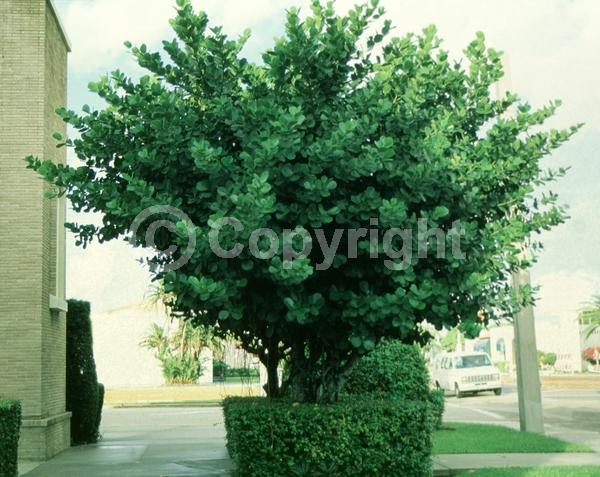 White blooms; Pink blooms; Evergreen; Broadleaf; North American Native