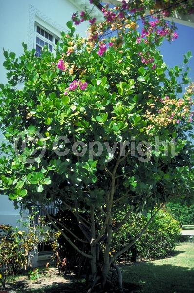 White blooms; Pink blooms; Evergreen; Broadleaf; North American Native