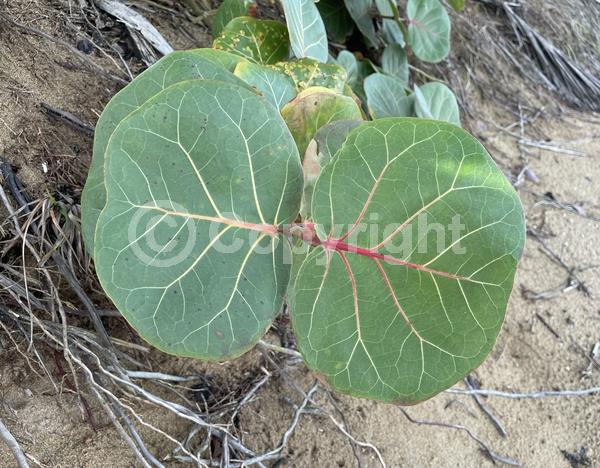 White blooms; Evergreen; Broadleaf; North American Native