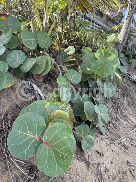 White blooms; Evergreen; Broadleaf; North American Native