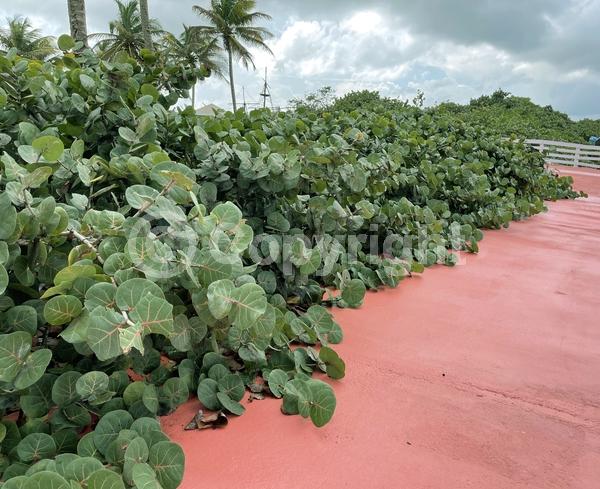 White blooms; Evergreen; Broadleaf; North American Native