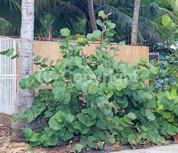 White blooms; Evergreen; Broadleaf; North American Native