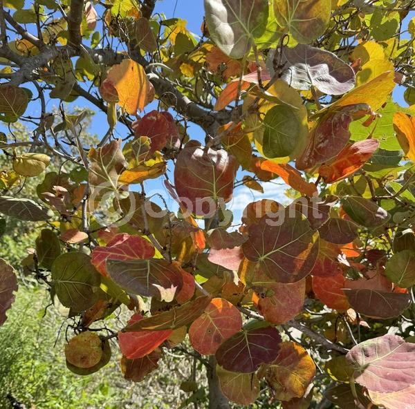White blooms; Evergreen; Broadleaf; North American Native