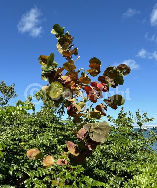 White blooms; Evergreen; Broadleaf; North American Native