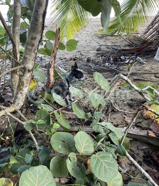 White blooms; Evergreen; Broadleaf; North American Native