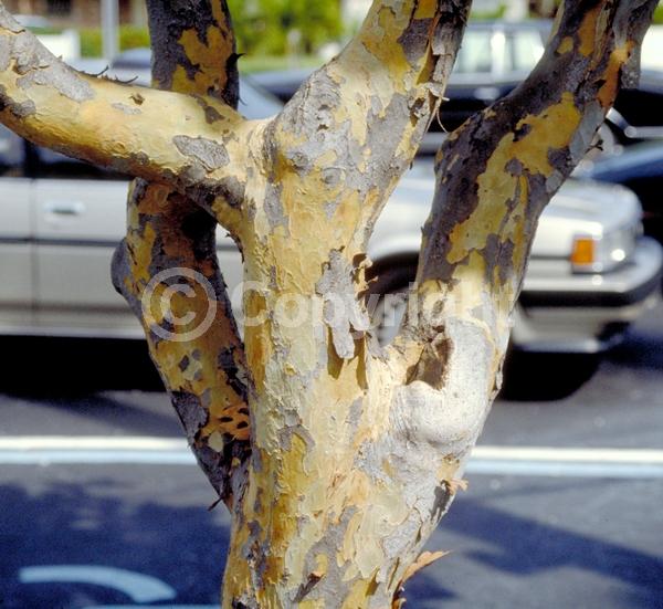 White blooms; Evergreen; Broadleaf; North American Native
