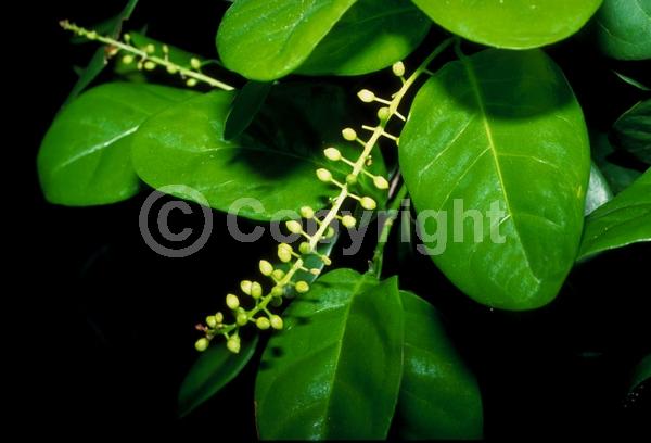 White blooms; Evergreen; Broadleaf; North American Native