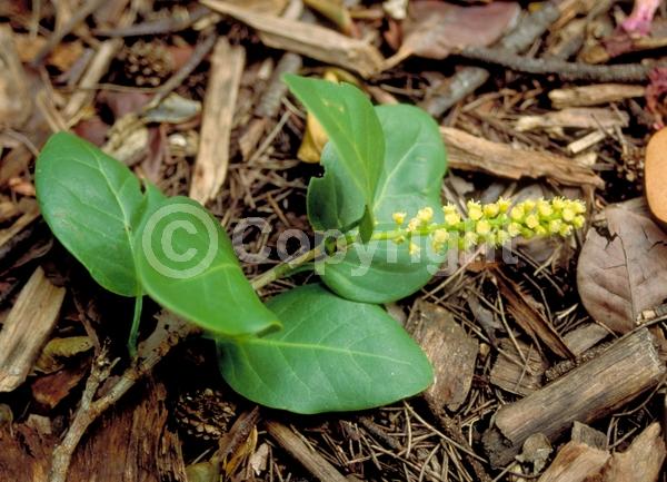 White blooms; Evergreen; Broadleaf; North American Native