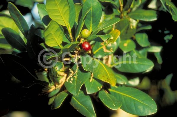White blooms; Evergreen; Broadleaf; North American Native