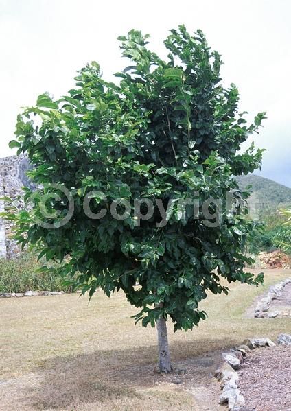 White blooms; Evergreen; Broadleaf; North American Native