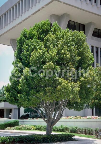 White blooms; Evergreen; Broadleaf; North American Native