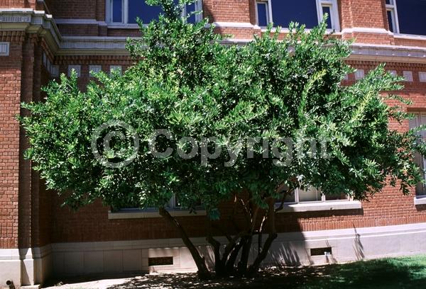 Yellow blooms; Evergreen