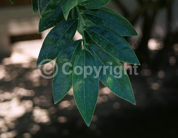 Yellow blooms; Evergreen