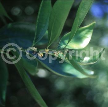 Yellow blooms; Evergreen