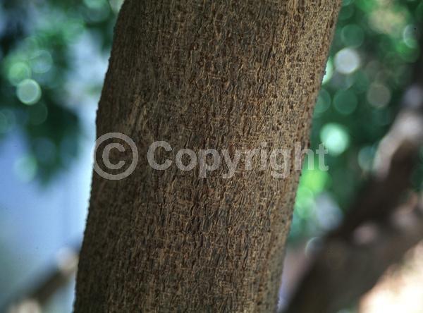 Yellow blooms; Evergreen